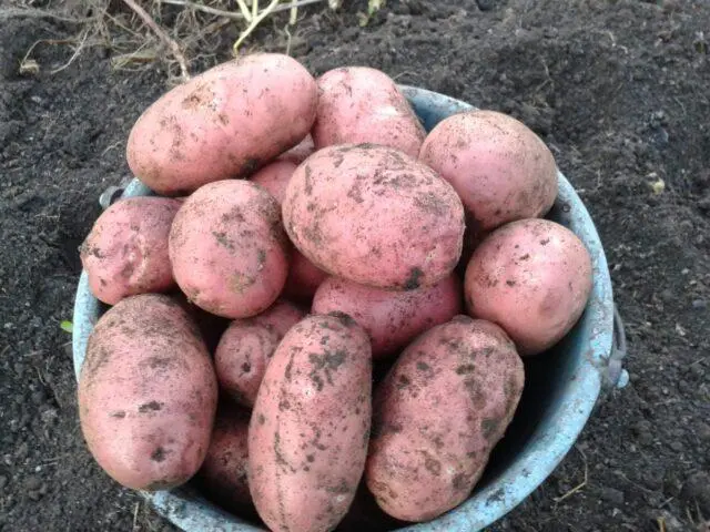 Potato variety Kamensky: characteristics, photos, reviews