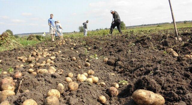 Potato variety Kamensky: characteristics, photos, reviews