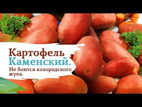 Potato variety Kamensky: characteristics, photos, reviews