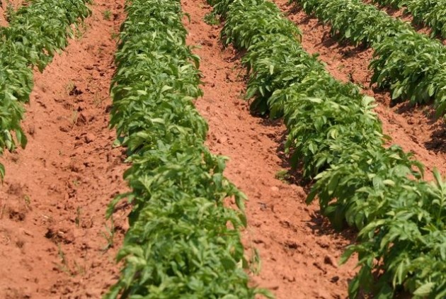 Potato variety Kumach