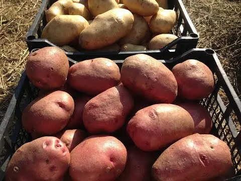 Potato variety Kumach