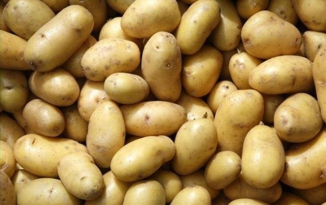 Potato variety Lasunok