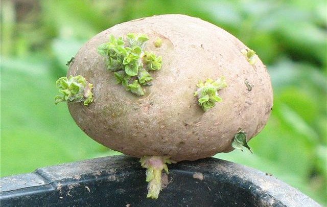 Potato variety Lasunok