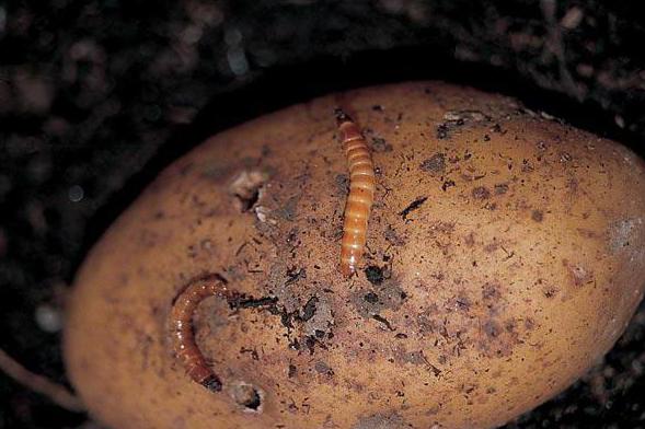 Potato variety Lasunok