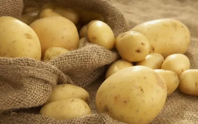 Potato variety Lasunok