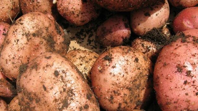 Potato variety Manifesto: characteristics, reviews