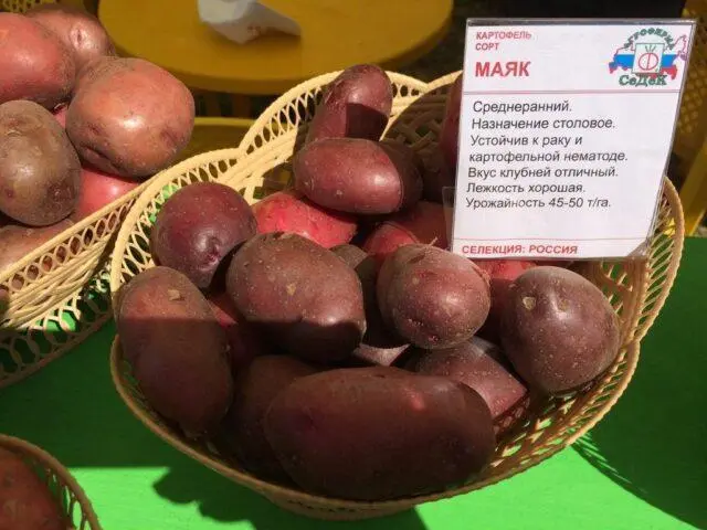 Potato variety Mayak: characteristics and description, photos, reviews