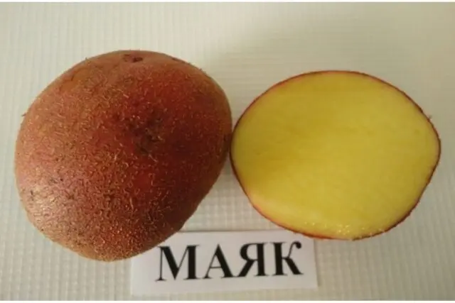 Potato variety Mayak: characteristics and description, photos, reviews