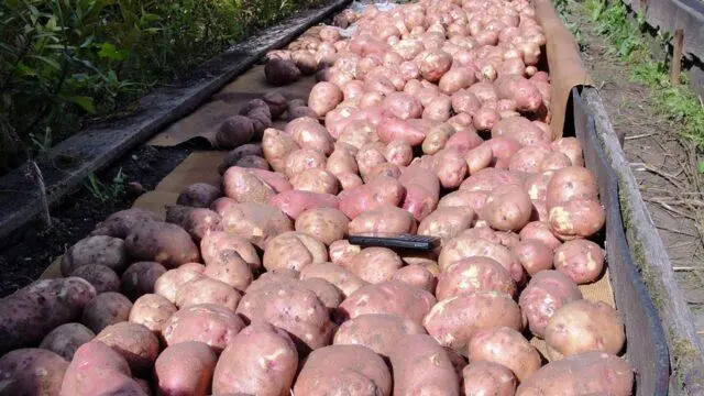 Potato variety Mayak: characteristics and description, photos, reviews