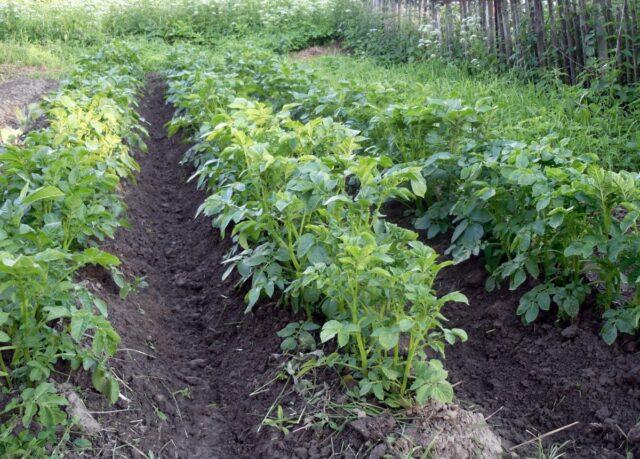 Potato variety Memphis: characteristics, photos, reviews