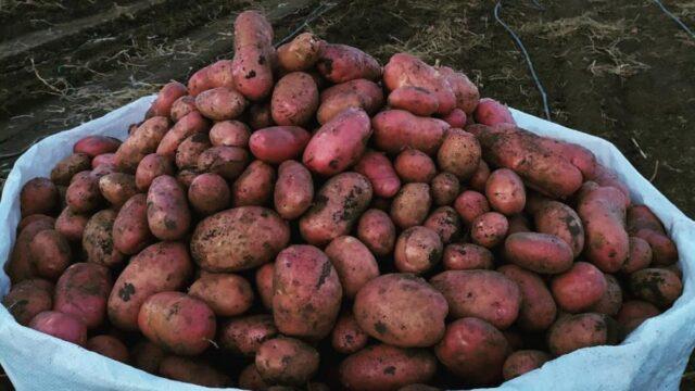 Potato variety Memphis: characteristics, photos, reviews