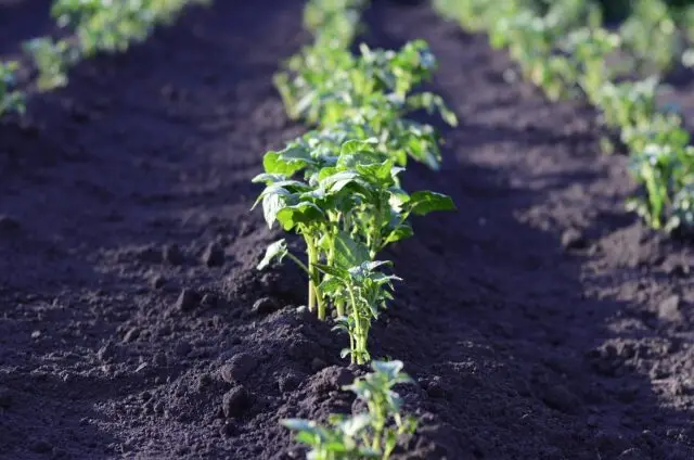 Potato variety Memphis: characteristics, photos, reviews