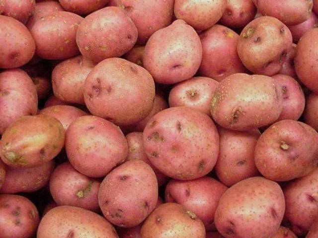 Potato variety Slavyanka: photo and description