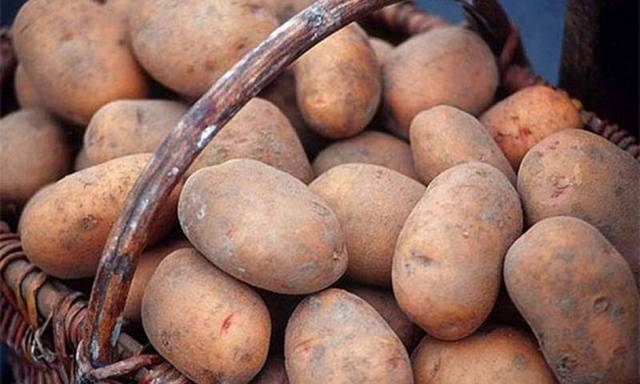 Potato variety Slavyanka: photo and description