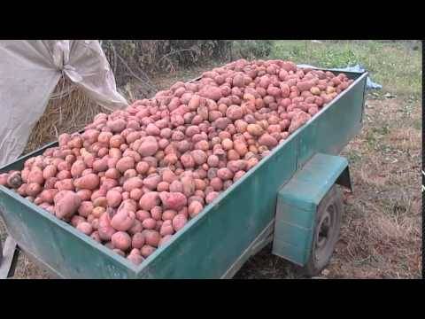 Potato variety Slavyanka: photo and description