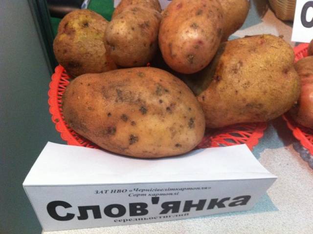 Potato variety Slavyanka: photo and description