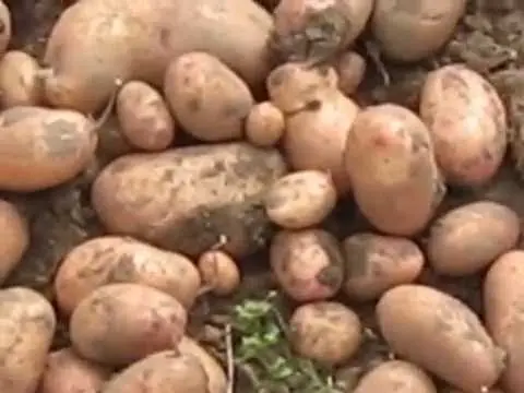 Potato variety Slavyanka: photo and description