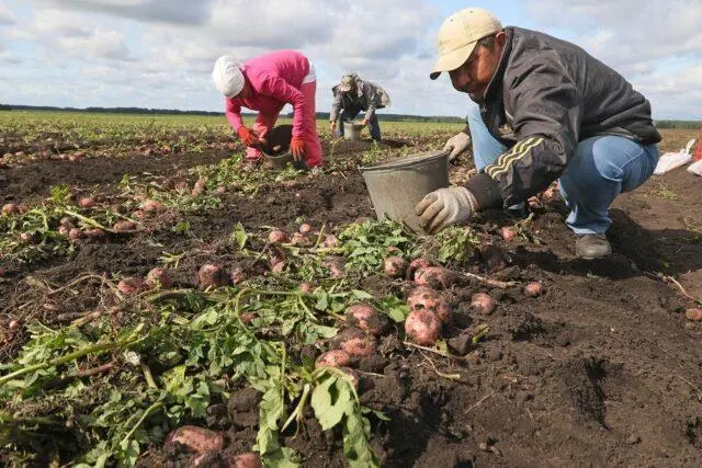 Potato variety Svitanok Kyiv: characteristics and description, photos, reviews