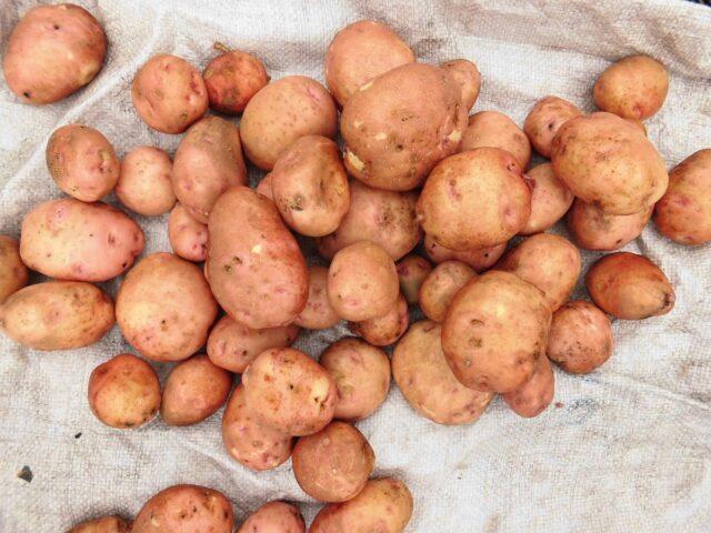 Potato variety Svitanok Kyiv: characteristics and description, photos, reviews