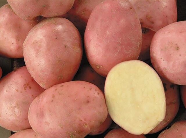 Potato variety Svitanok Kyiv: characteristics and description, photos, reviews