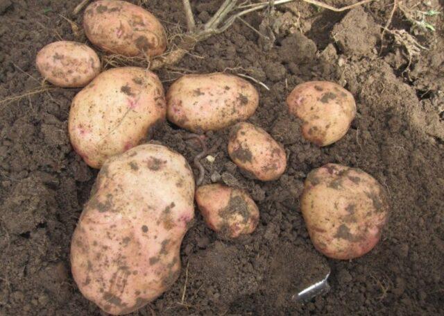 Potato variety Svitanok Kyiv: characteristics and description, photos, reviews