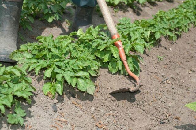 Potato variety Svitanok Kyiv: characteristics and description, photos, reviews