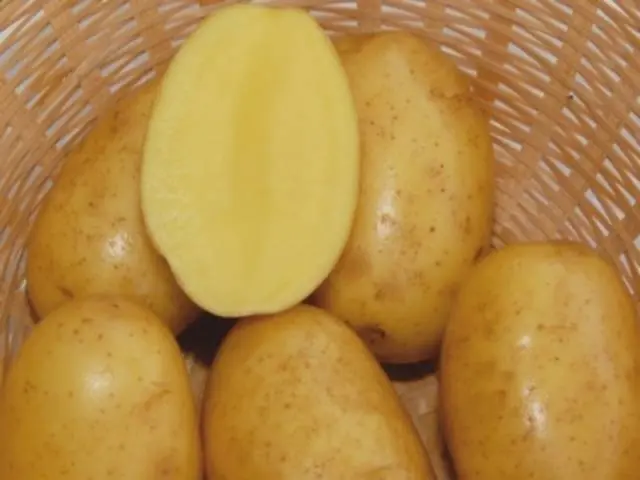 Potato variety Vega: characteristics, reviews