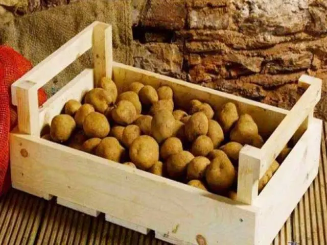 Potato variety Vega: characteristics, reviews