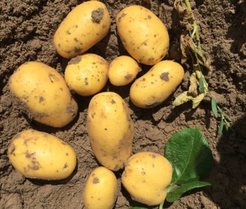 Potato variety Vega: characteristics, reviews