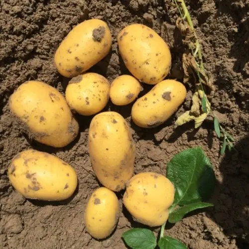 Potato variety Vega: characteristics, reviews