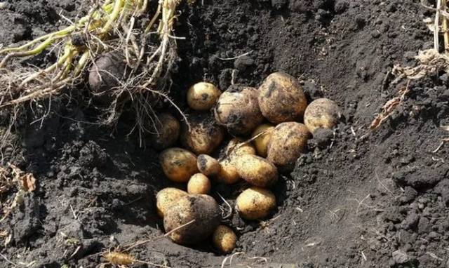 Potato variety Veneta: characteristics, reviews