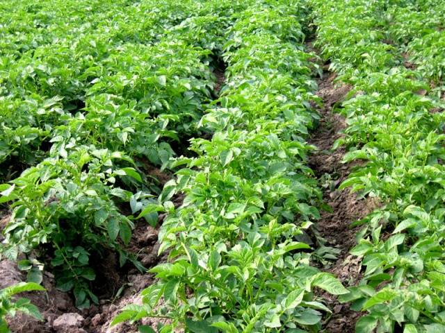 Potato variety Veneta: characteristics, reviews