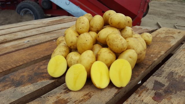 Potato variety Wendy: reviews and characteristics