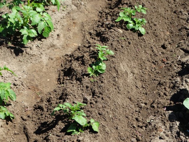 Potato variety Wendy: reviews and characteristics