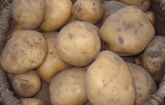 Potato variety Zorachka: characteristics, reviews