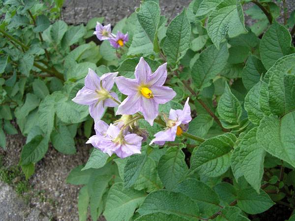 Potato variety Zorachka: characteristics, reviews