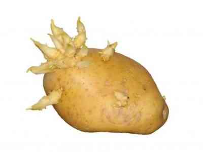 Potato variety Zorachka: characteristics, reviews