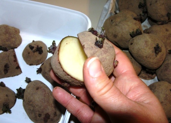 Potato vernalization on the site: what is it for, action plan