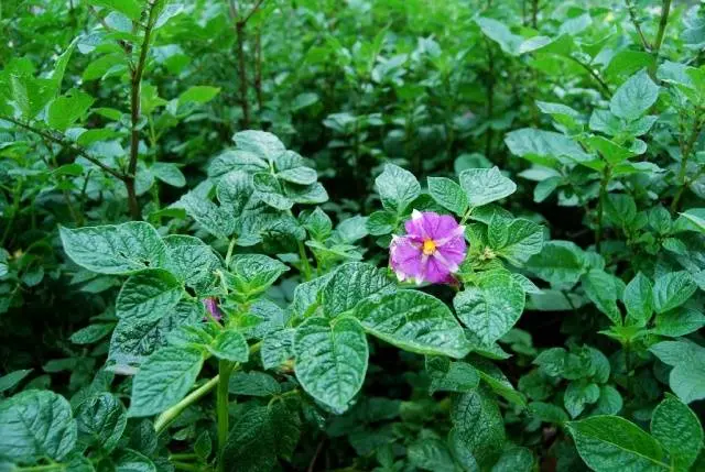 Potato white rose