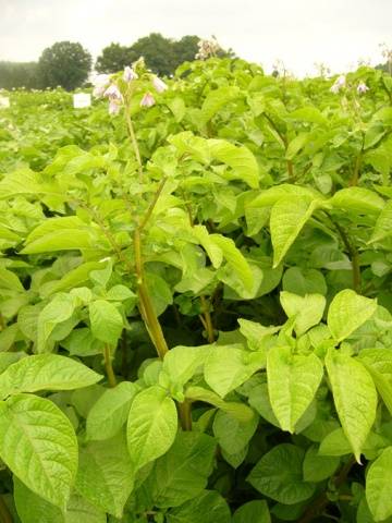 Potato white rose