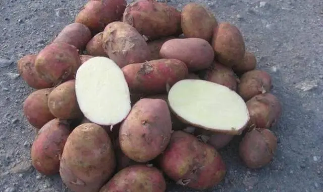 Potato Zhuravinka