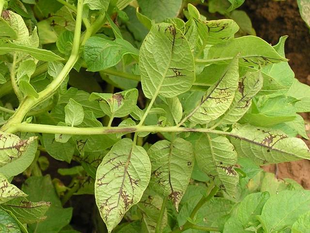 Potatoes: leaf diseases + photo 