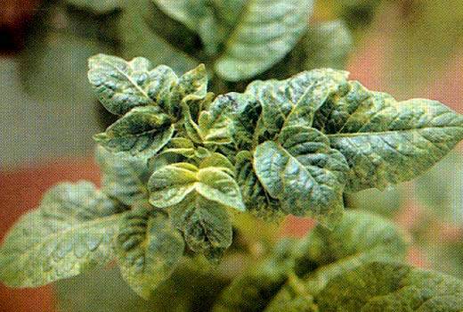 Potatoes: leaf diseases + photo 