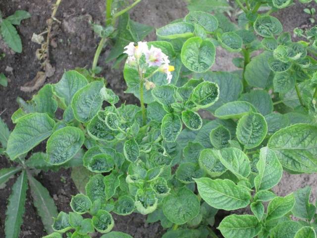 Potatoes: leaf diseases + photo 