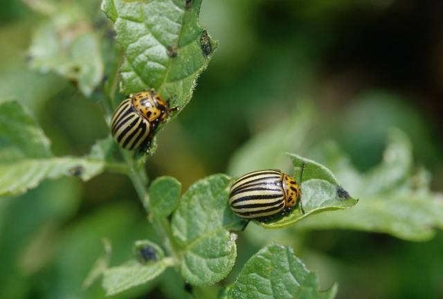 Potatoes: leaf diseases + photo 