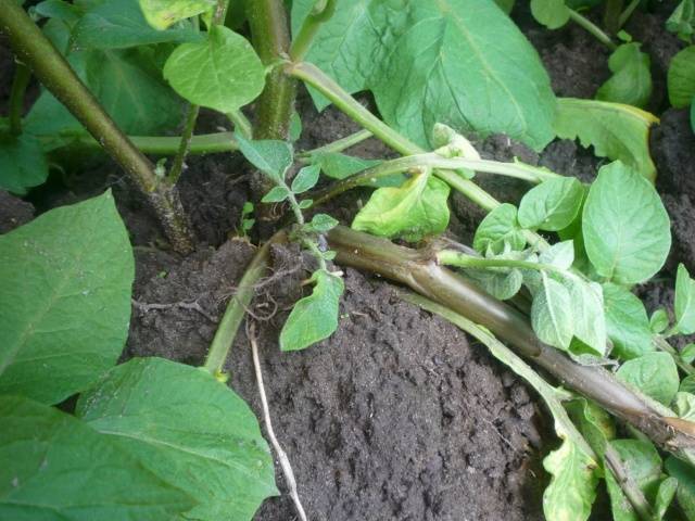 Potatoes: leaf diseases + photo 