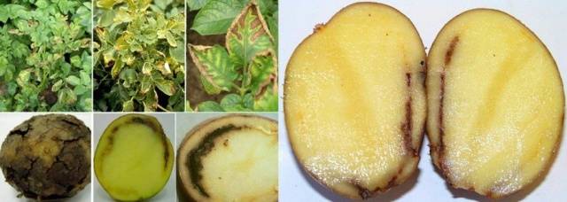 Potatoes: leaf diseases + photo 