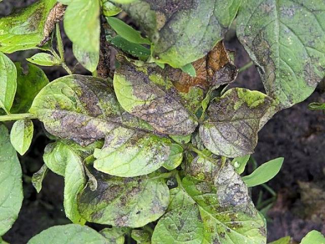 Potatoes: leaf diseases + photo 