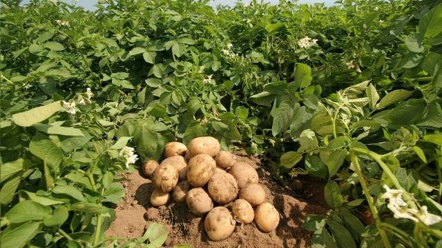 Potatoes: leaf diseases + photo 