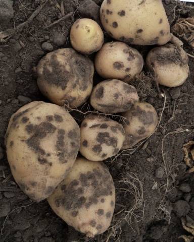 Potatoes: leaf diseases + photo 